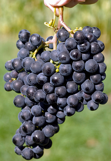 Grappe de raisins - Château de Barbe